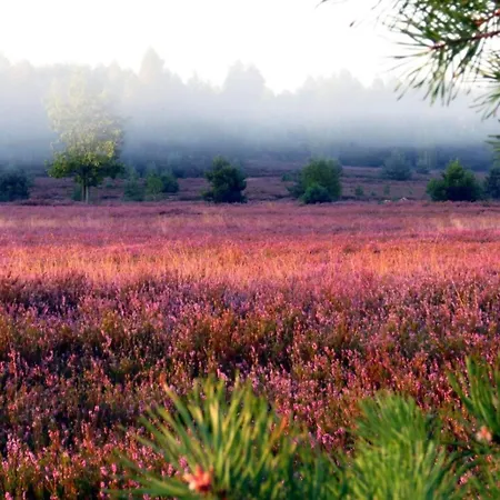 Niron Marina Szalonego Greka Station touristique Borne Sulinowo