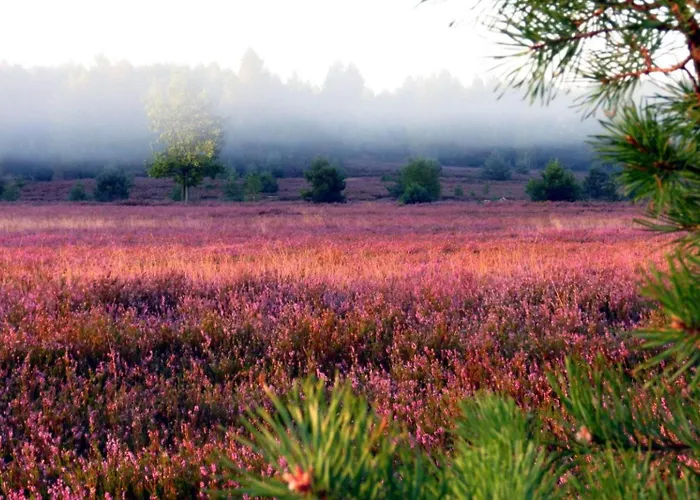 Niron Marina Szalonego Greka Station touristique Borne Sulinowo